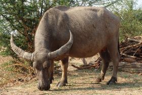 Waterbuffel (Bubalus bubalis)