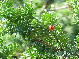 Venijnboom (Taxus)