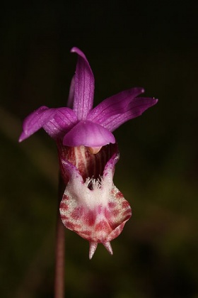 Orchidee (Calypso bulbosa)