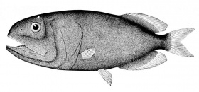 Tekening van een papilvis (Rondeletia bicolor), (Rondeletiidae)