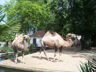 Kamelen in Artis, juli 2013