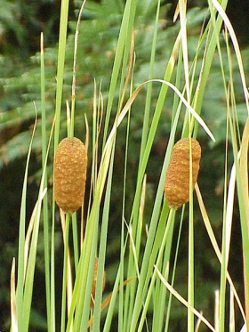 Lisdodde (Typha laxmannii)