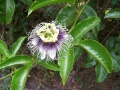 Miniatuur voor Bestand:800px-Passiflora edulis.jpg