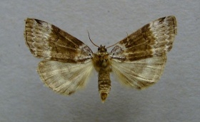 Een berken-orvlinder (Tetheella fluctuosa).