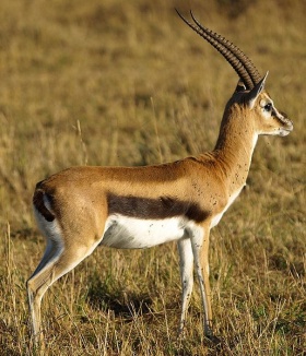 Thomsons-gazelle