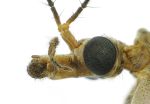 Miniatuur voor Bestand:800px-Tipula sp head.jpg