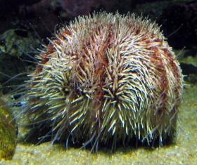 Een zee-egel Echinoidea).