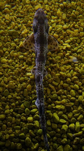 Een hondshaai (Scyliorhinus canicula) in een aquarium.