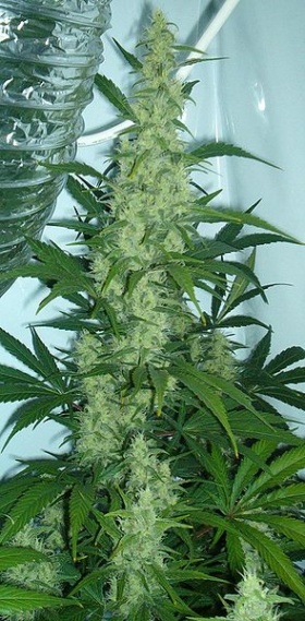 Een hennepplant (Cannabis sativa "Northern lights") met bloemen.