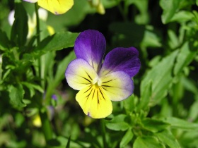 Driekleurig viooltje (Viola tricolor).