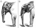 Miniatuur voor Bestand:752px-Elefants comparative anatomy.png