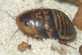 Zandkakkerlak (Arenivaga floridensis)