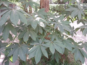 De bladeren van de Chinese paardenkastanje (Aesculus chinensis)