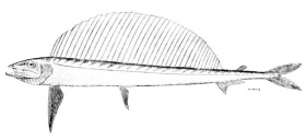 Tekening van een 'lansvis' (Alepisaurus ferox)