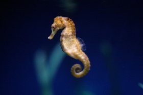 Een zeepaardje (Hippocampus), (Syngnathidae)