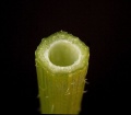 Miniatuur voor Bestand:685px-Brassica napus 03 ies.jpg