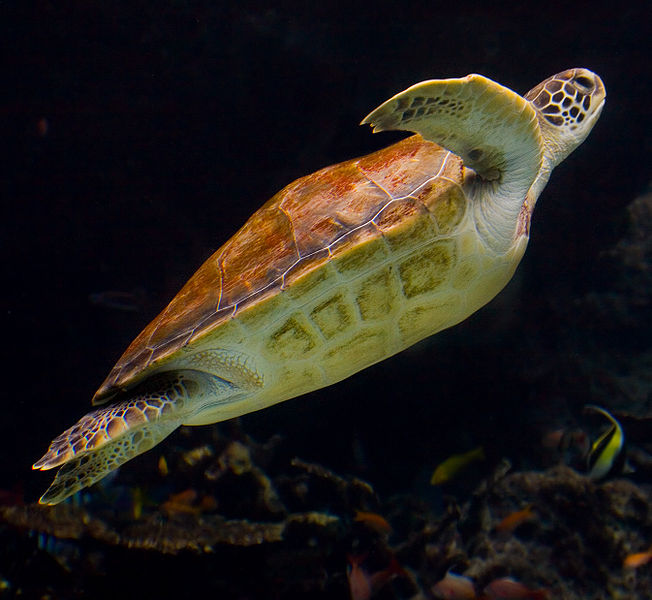 Bestand:652px-Sea Turtle side - Churaumi Aquarium.jpg