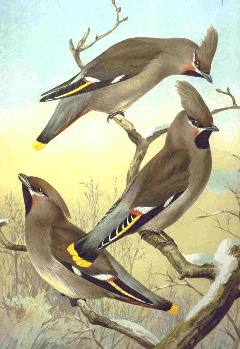 Pestvogel (Bombycilla garrulus)