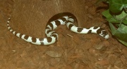 Miniatuur voor Bestand:800px-Snake-Serpentes.jpg