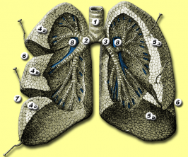 De longen bij de mens 1. luchtpijp (trachea) 2. rechter bronchus 3. linker bronchus 4. rechter long (pulmo dexter): bovenste (4a), middelste (4b) en onderste (4c) longlob 5. linker long (pulmo sinister): bovenste (5a) en onderste (5b) longlob 6. fissura obliqua 7. fissura horizontalis 8. arteria pulmonalis