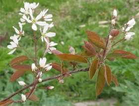 Bloemen en bladeren van een Amerikaans krentenboompje (A. lamarckii)